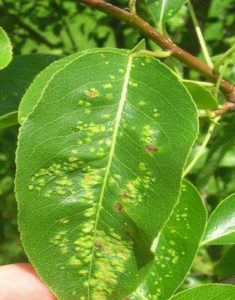 Spots on pear leaves from pear leaf blister mites.