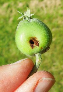 The European apple sawfly creates scarring along the fruit surface 