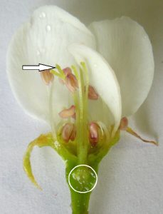 stigma, floral tube, and unfertilized seed of a fruit blossom
