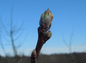 green tip stage of flower bud growth