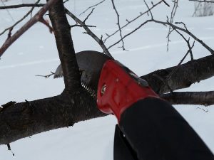 Gardener makes a heading cut with a small pruning saw