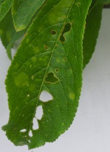 A plum leaf infected with bacterial leaf spot.