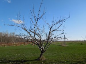 A multiple leader tree pruned so that several limbs that grow upward and outward