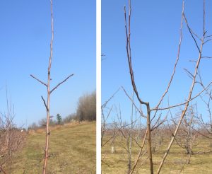 pruned young fruit trees