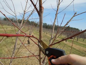 Gardener makes a thinning cut with pruners