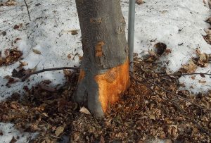 vole damage on tree trunk