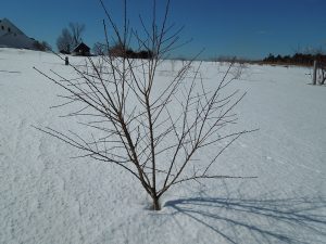 young peach tree in winter
