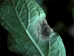 leaf affected by late blight