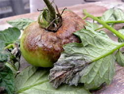 tomato affected by late blight