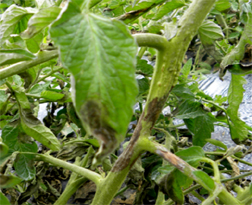 plant stem and leaves affected by late blight