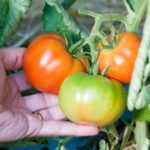 vine ripening tomatoes