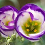 flowers; photo by Edwin Remsberg, USDA