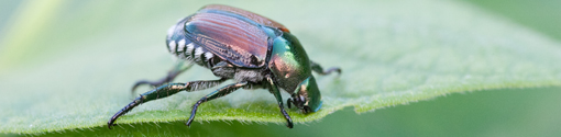 Japanese Beetle; photo by Edwin Remsberg