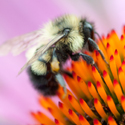 bee on flower; photo by Edwin Remsberg