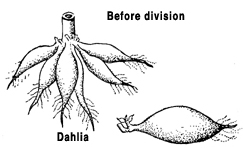 illustration showing how to divide dahlias