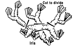 illustration showing how to divide iris