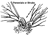 illustration showing how to divide shrubs with two garden forks