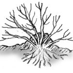 illustration showing mound layering