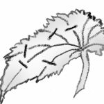 illustration showing split vein cutting