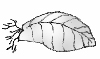 illustration showing whole leaf cutting without petiole