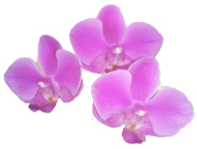 orchid blossoms