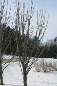 columnar apple tree in winter