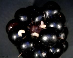 SWD larvae on blackberry