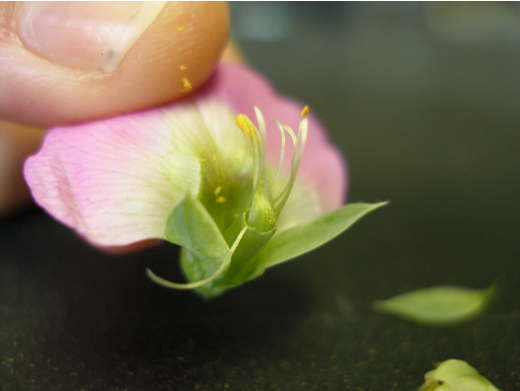 Figure 2. Pea flower with keel and wing petals removed. The stigma is covered with yellow pollen grains and a few of the filaments are missing anthers. Note the immature ‘pea pod’ (ovary) at the base of the style. Fertilized ovules within the ovary develop into the seeds. (Click on the image to view an enlargement.)