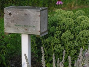 Bee nest box