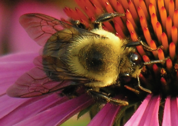 How to Create a Bee-Friendly Landscape - Cooperative Extension: Garden and  Yard - University of Maine Cooperative Extension