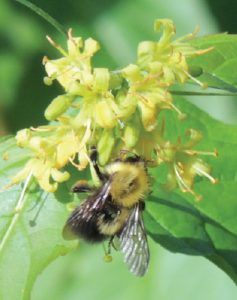 Bee on native bush honeysuckle