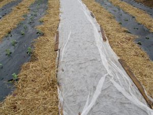 Plastic mulch with straw mulch between rows