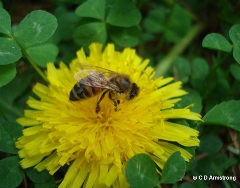 Honey bee on a dandelion
