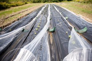 seedlings protected by floating row covers; photo by Edwin Remsberg