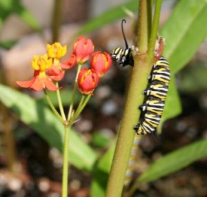 Monarch Caterpillar on Asclepias curassavica