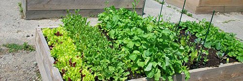 raised bed garden