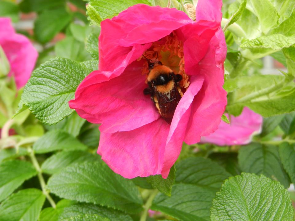 Questions And Answers From 2015 Cooperative Extension Garden - bee in rose