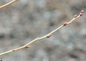 Budding highbush blueberry cane
