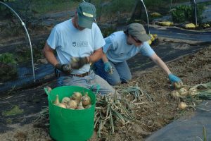 Maine Harvest for Hunger volunteers harvesting onions