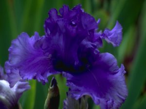 Blue German Iris