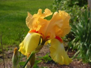 Yellow German Iris