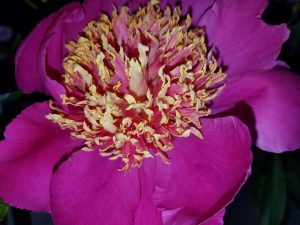 Peony (Feather-Top) blossom