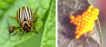 Colorado Potato Beetle (left) and eggs (right).