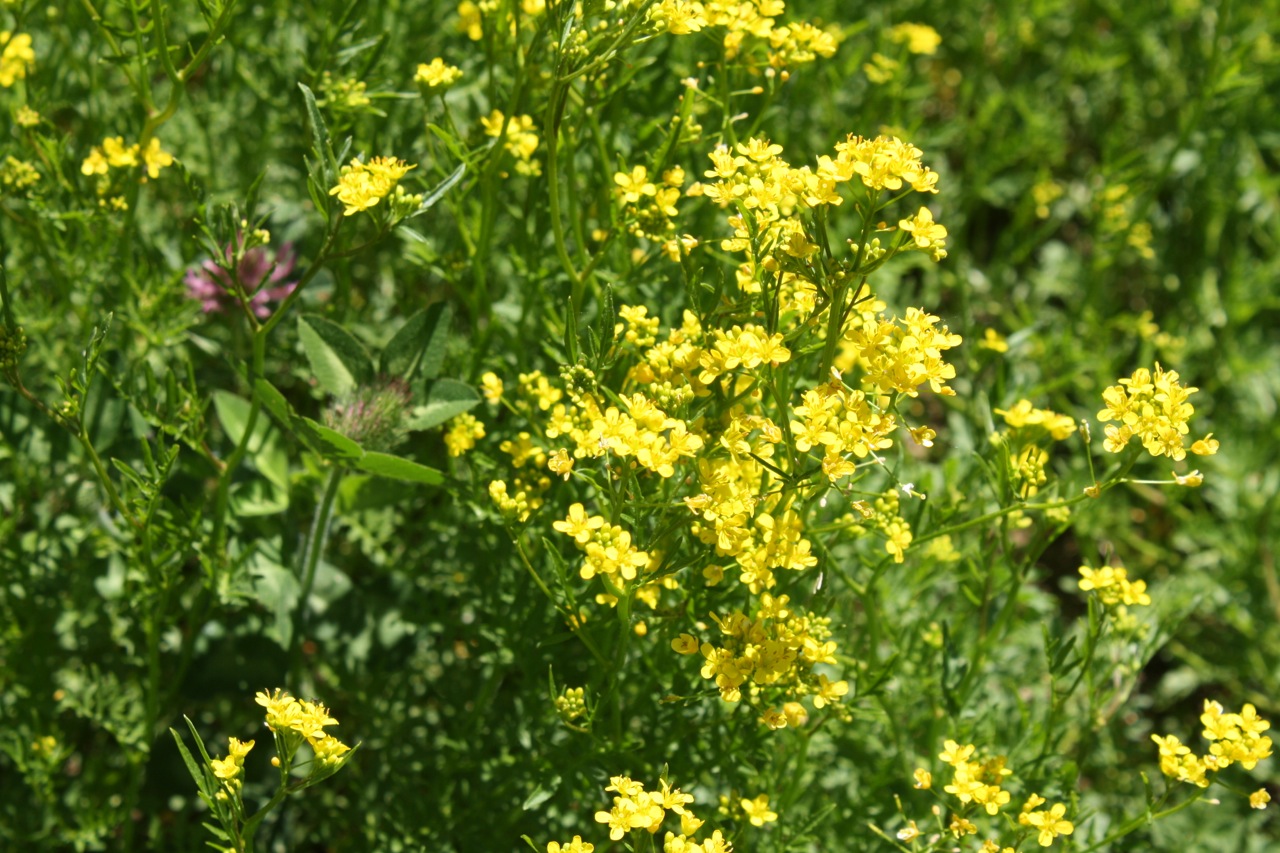 Common Weeds With Yellow Flowers