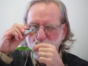 Master Gardener course participant Tony Aman examines the reproductive parts of a flower in Basic Botany.