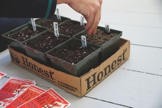 sowing seeds in pots