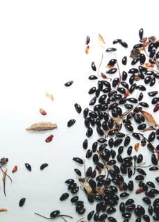 a variety of seeds