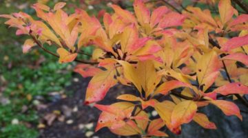 Fall foliage of Redvein Enkianthus