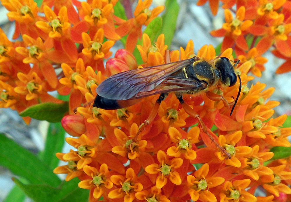 Maine Home Garden News - March 2017 - Cooperative Extension: Garden ...