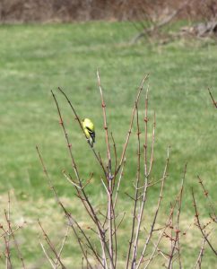 goldfinch on shrub